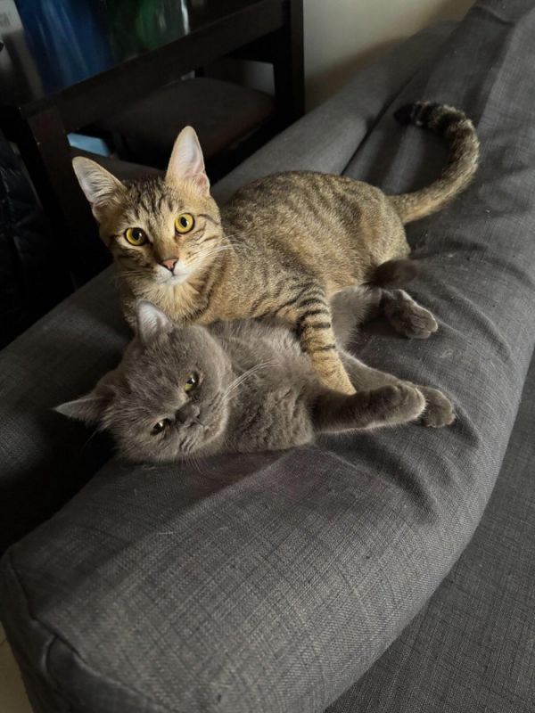 Basbousa thumbnail 3