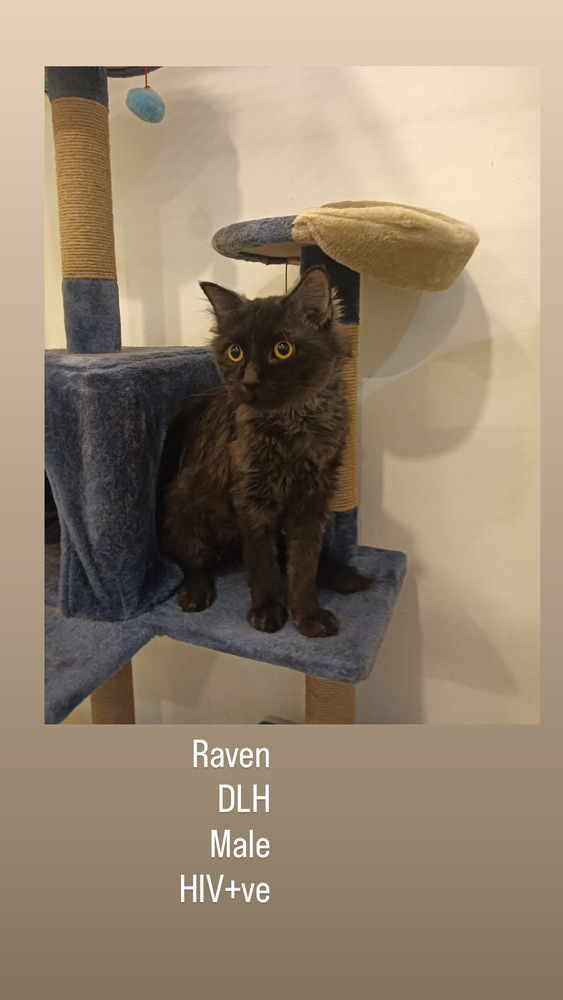 Raven