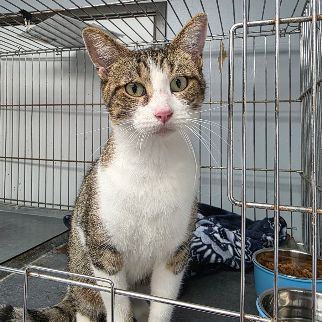 Penny, an adoptable Domestic Short Hair in Duncan, OK, 73533 | Photo Image 1