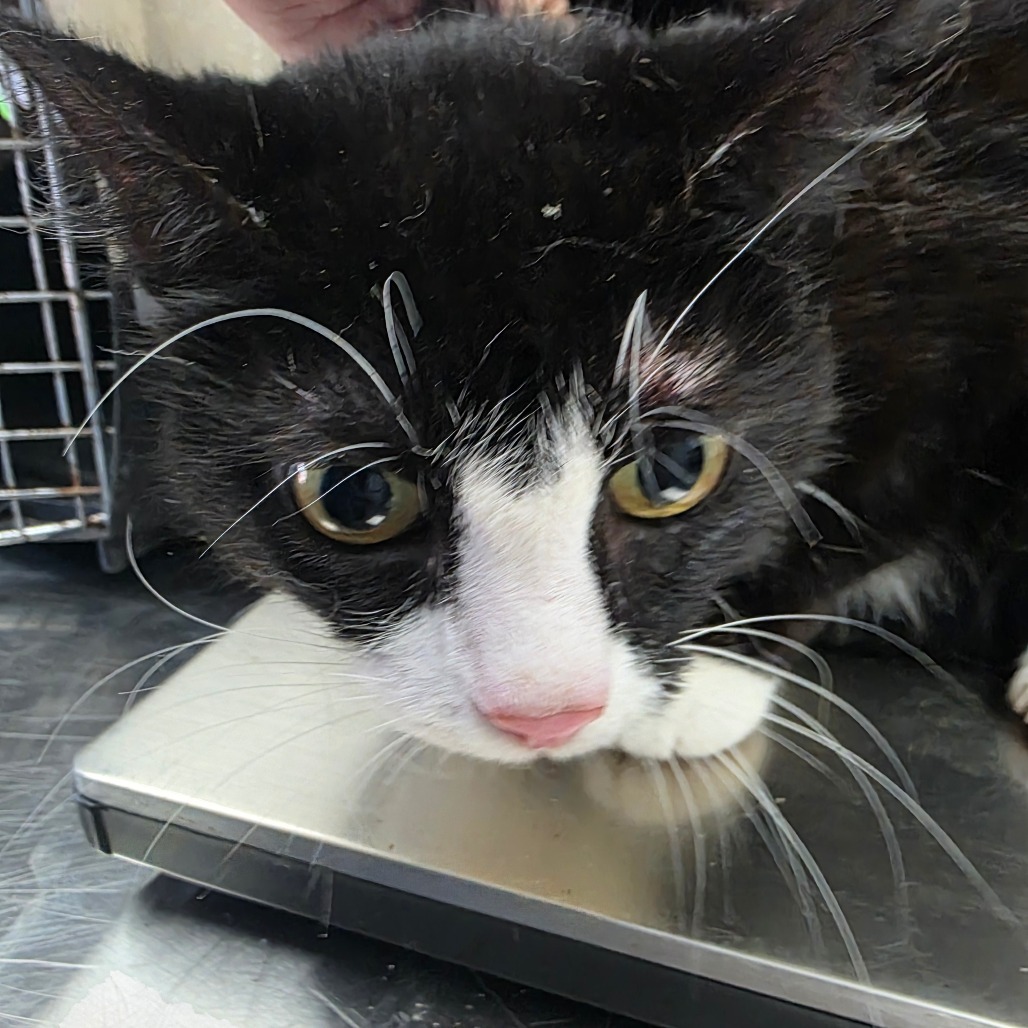 Fleur, an adoptable Domestic Short Hair in Duncan, OK, 73533 | Photo Image 1