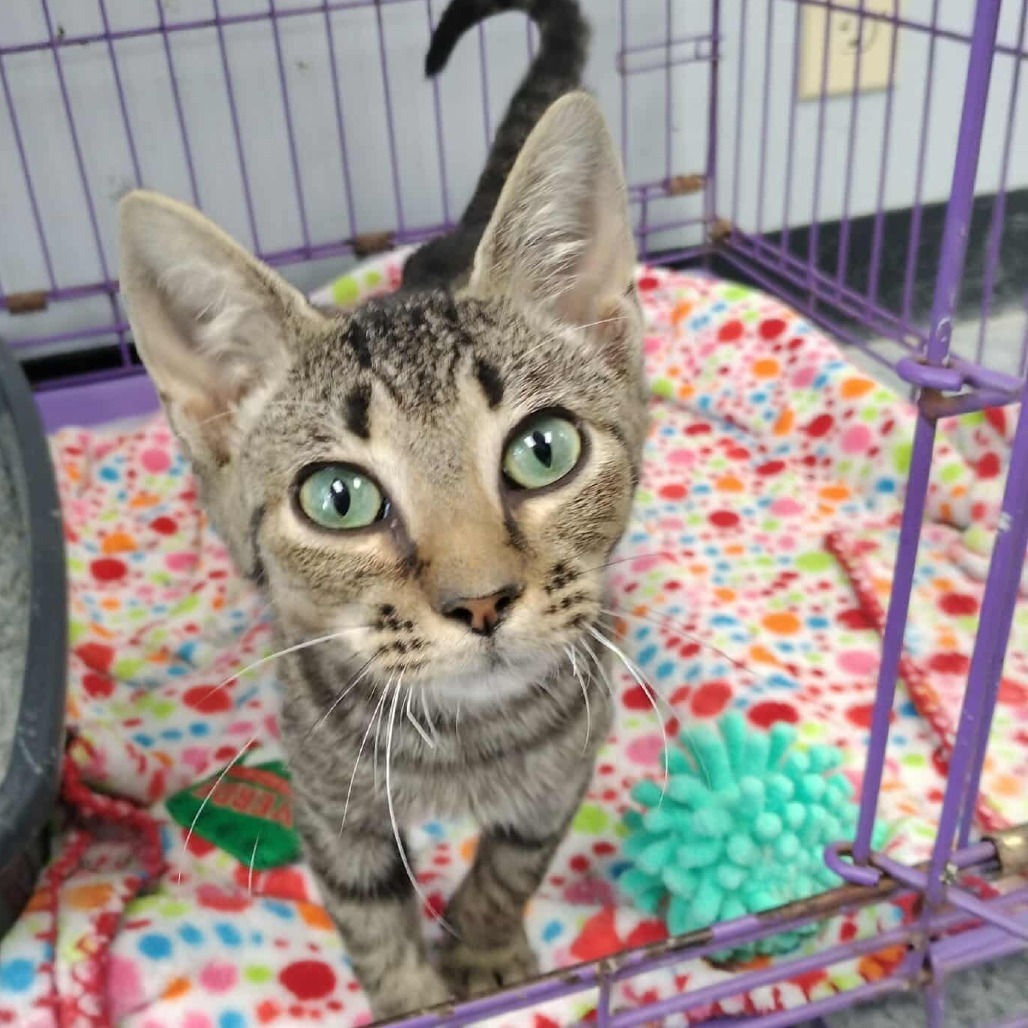 Peanut, an adoptable Domestic Short Hair in Duncan, OK, 73533 | Photo Image 1