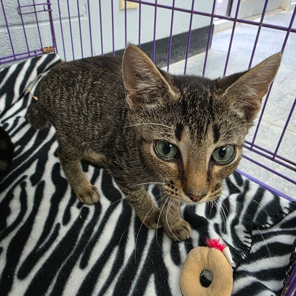 Peanut, an adoptable Domestic Short Hair in Duncan, OK, 73533 | Photo Image 2