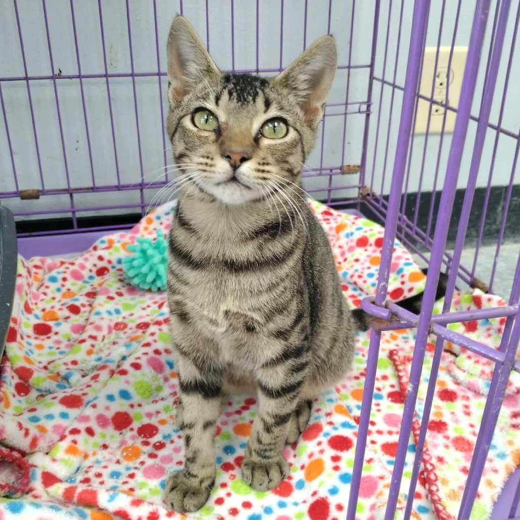 Scooter, an adoptable Domestic Short Hair in Duncan, OK, 73533 | Photo Image 1