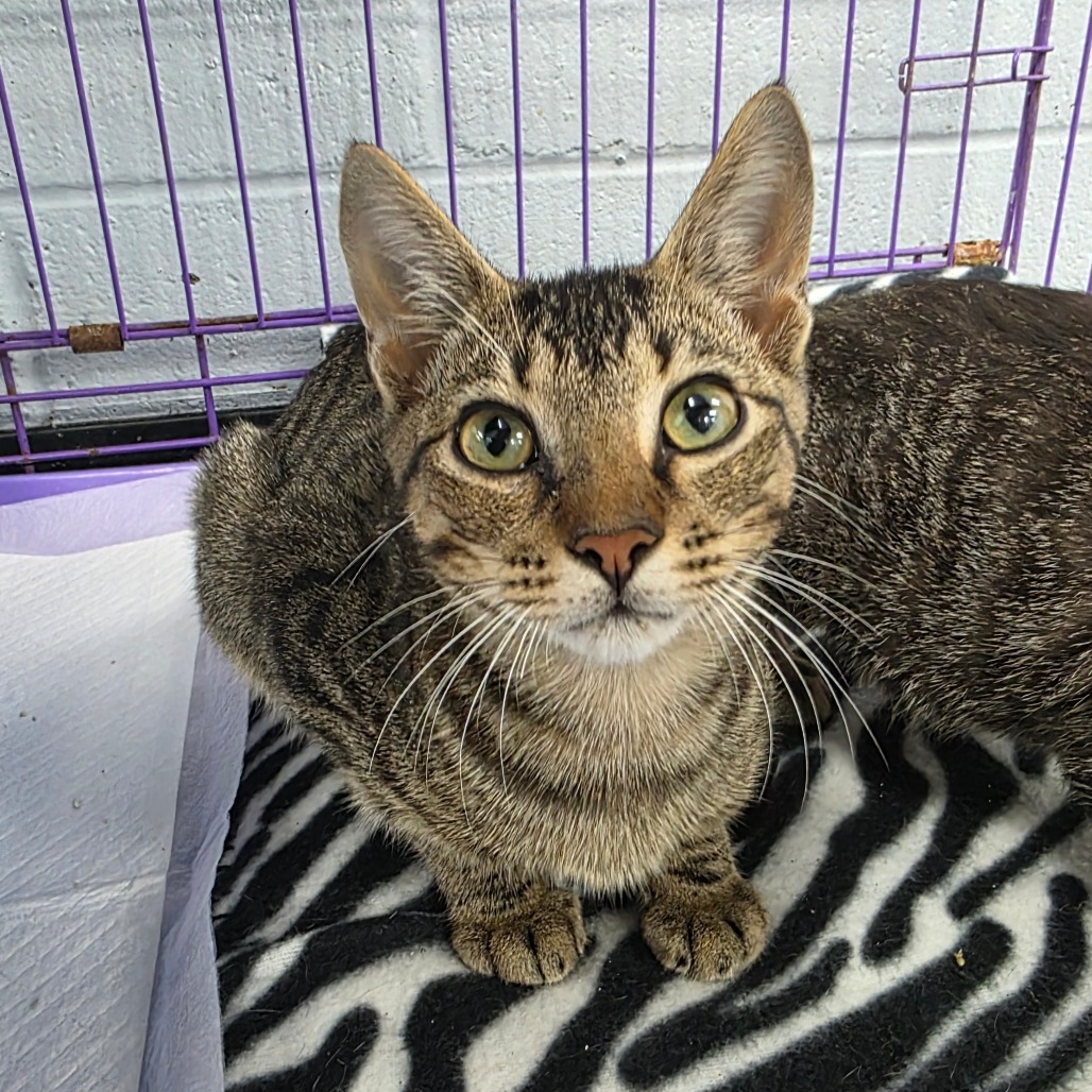 Scooter, an adoptable Domestic Short Hair in Duncan, OK, 73533 | Photo Image 2