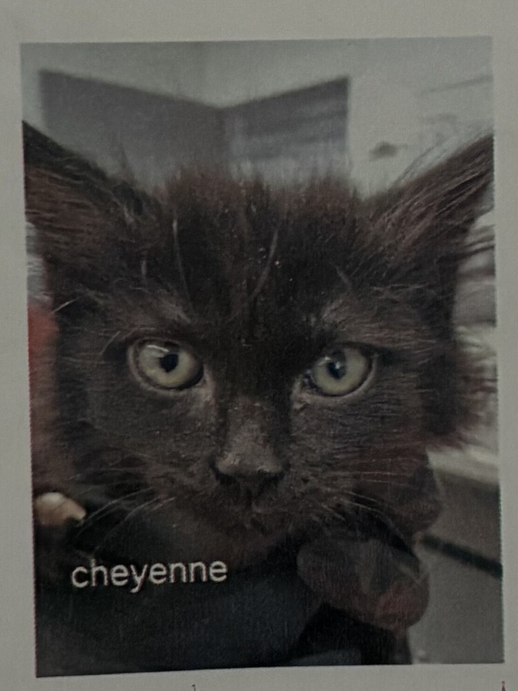 Cheyene