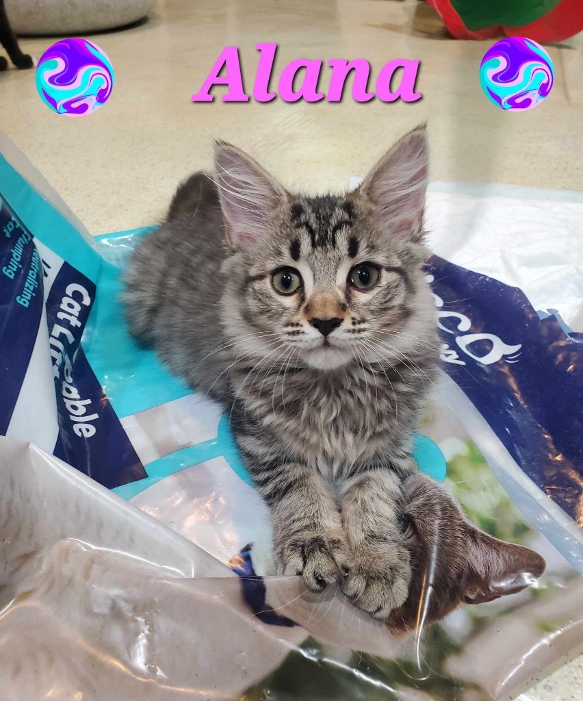 Alana