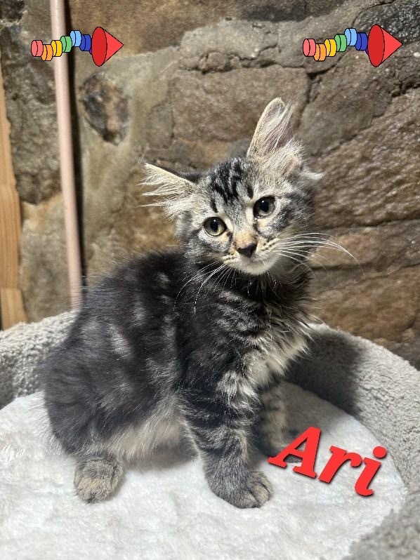 Ari