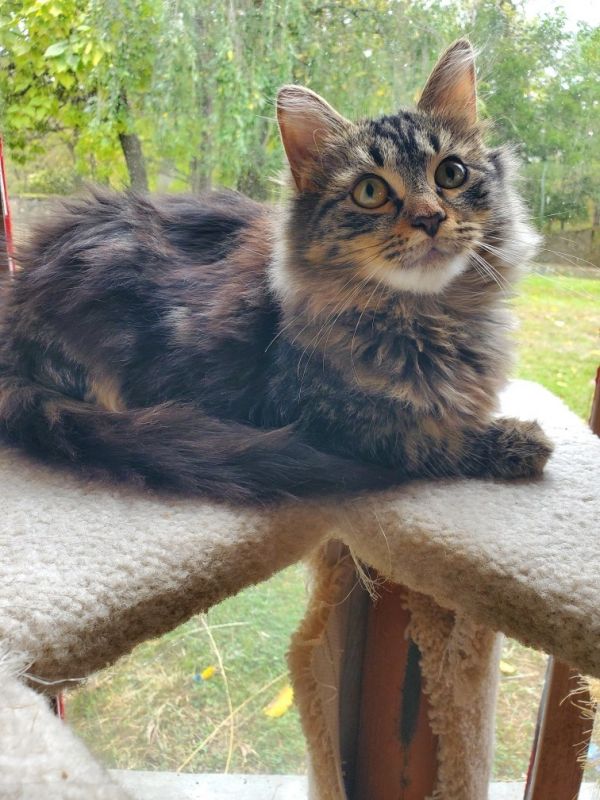 Ari