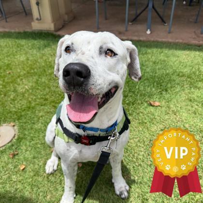 Belle, an adoptable Pit Bull Terrier, Mixed Breed in Honolulu, HI, 96826 | Photo Image 1