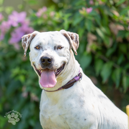Belle, an adoptable Pit Bull Terrier, Mixed Breed in Honolulu, HI, 96826 | Photo Image 2