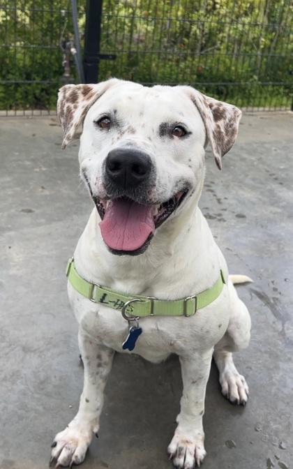 Belle, an adoptable Pit Bull Terrier, Mixed Breed in Honolulu, HI, 96826 | Photo Image 3