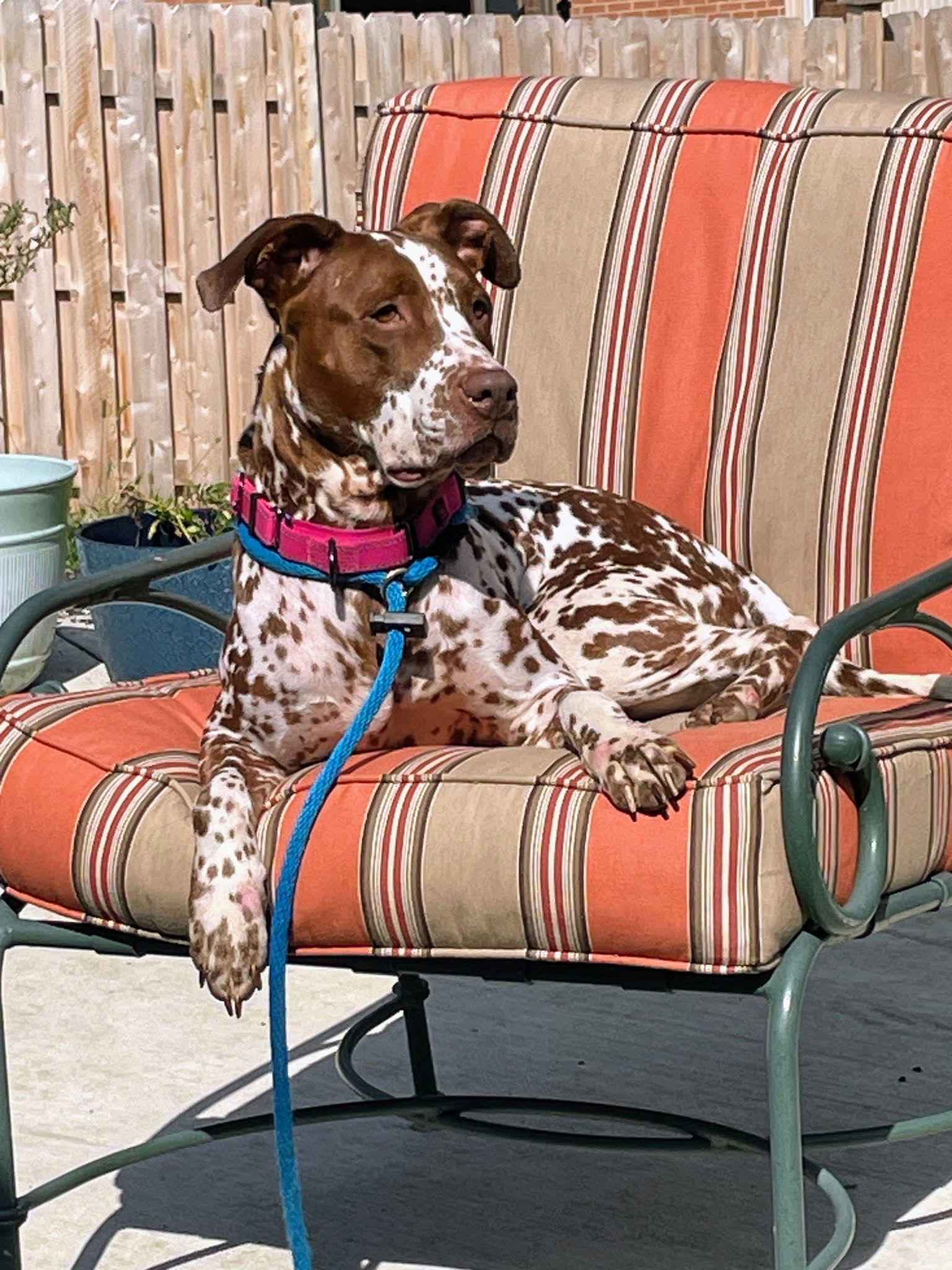 Pippi