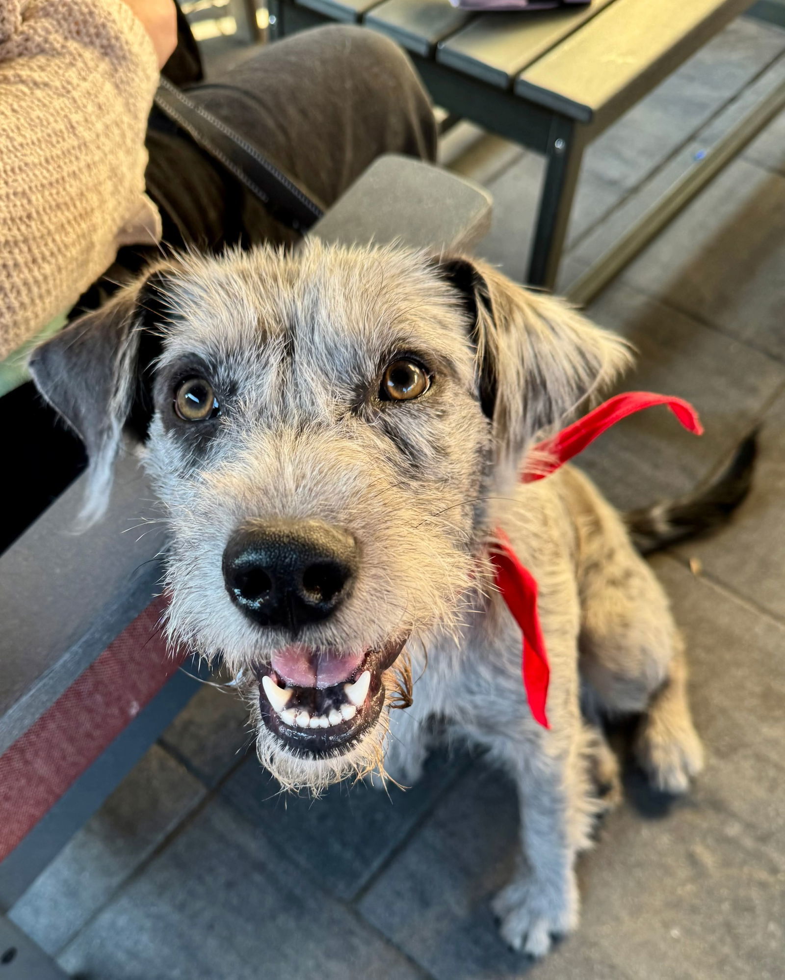 Gandalf