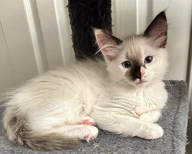 LIVIA, an adoptable Balinese in Powder Springs, GA, 30127 | Photo Image 2