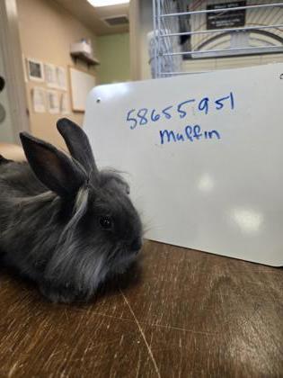 Muffin