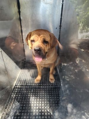 Mastiff D