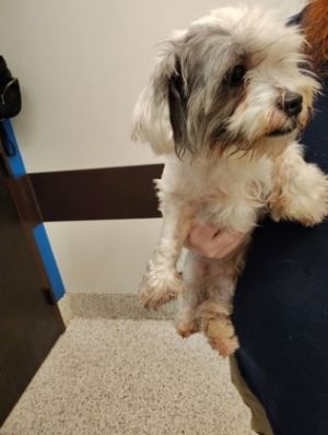Elio-ADOPTED