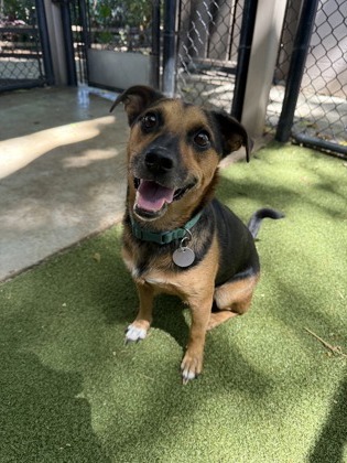 Kuuipo, an adoptable Mixed Breed in Honolulu, HI, 96826 | Photo Image 1