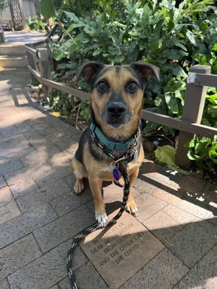 Kuuipo, an adoptable Mixed Breed in Honolulu, HI, 96826 | Photo Image 2