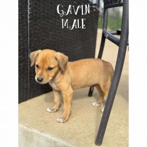 Gavin