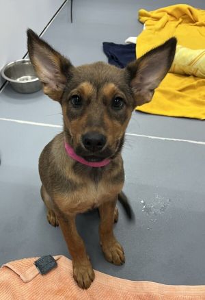 Juliet