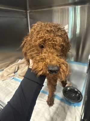 Doodle - adopted!