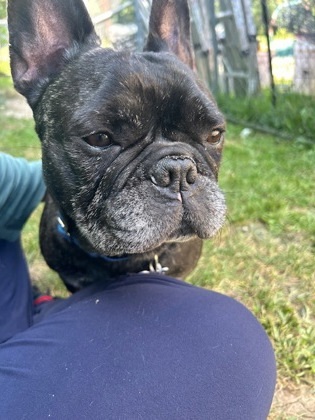 Roki