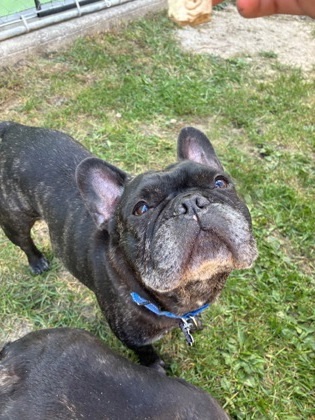 Roki
