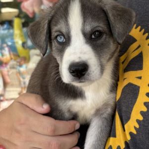 Ringo