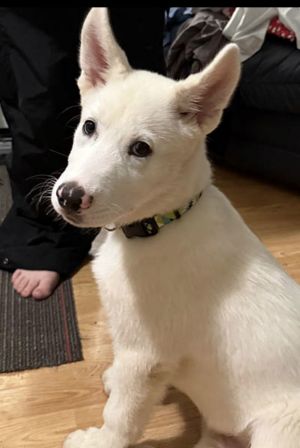 White German Shepherd