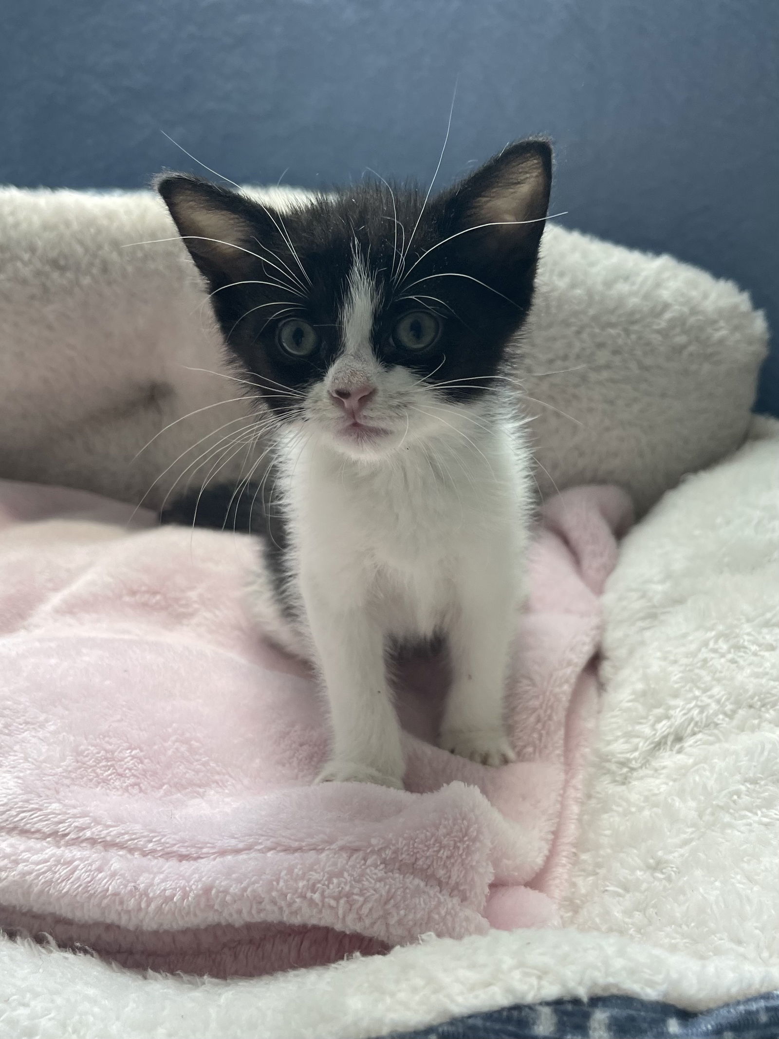 Kahlua