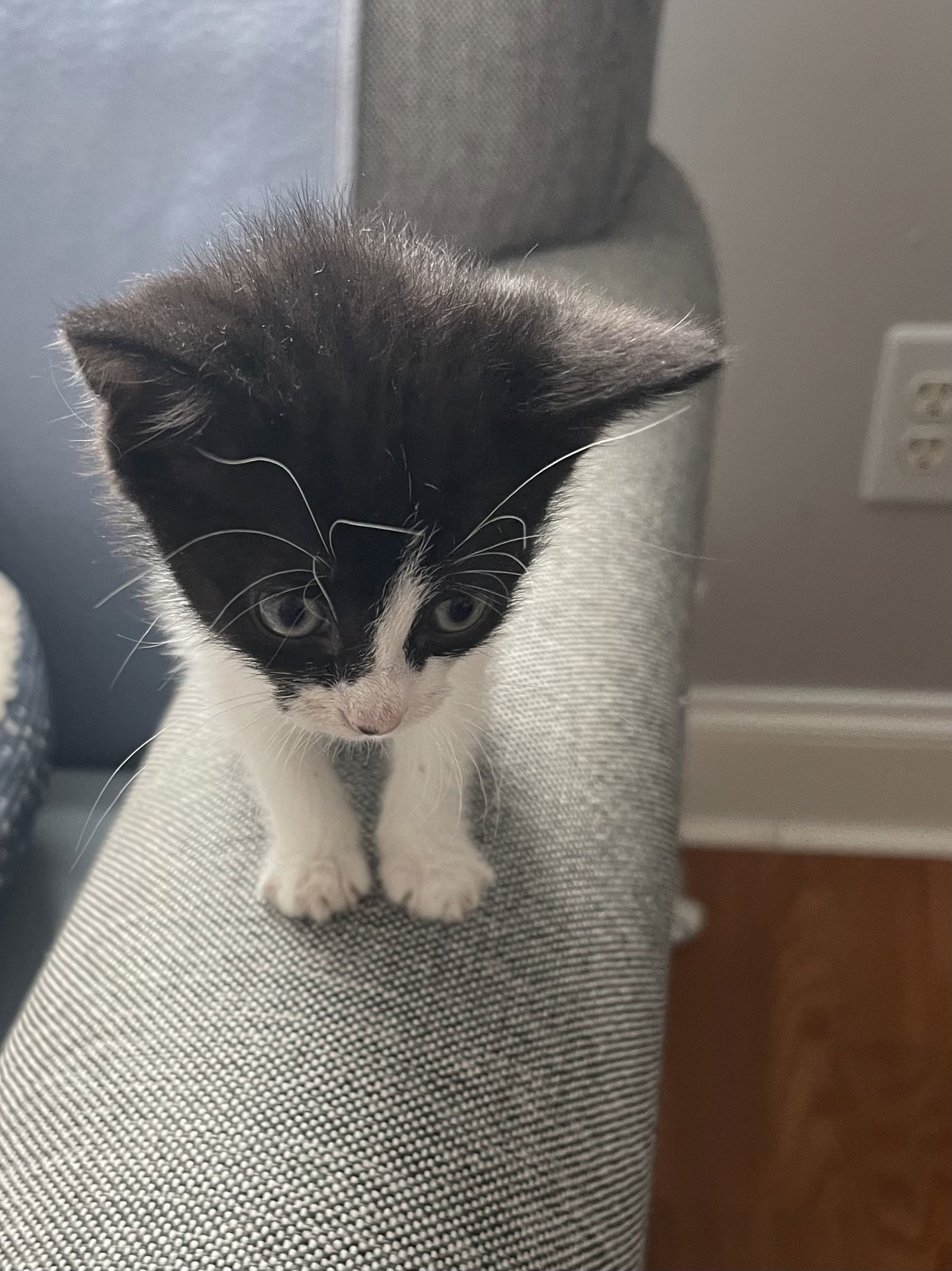 Kahlua