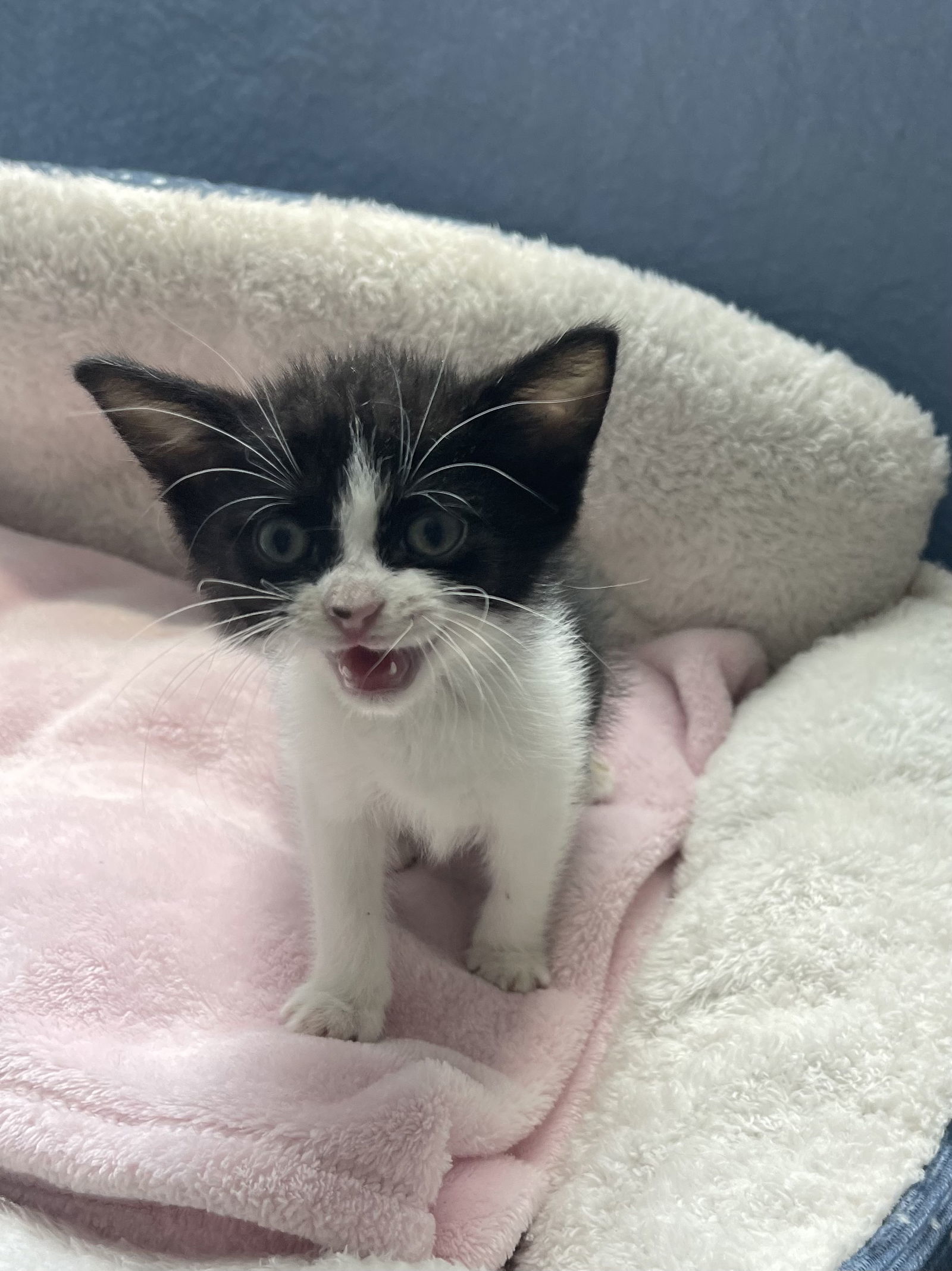 Kahlua