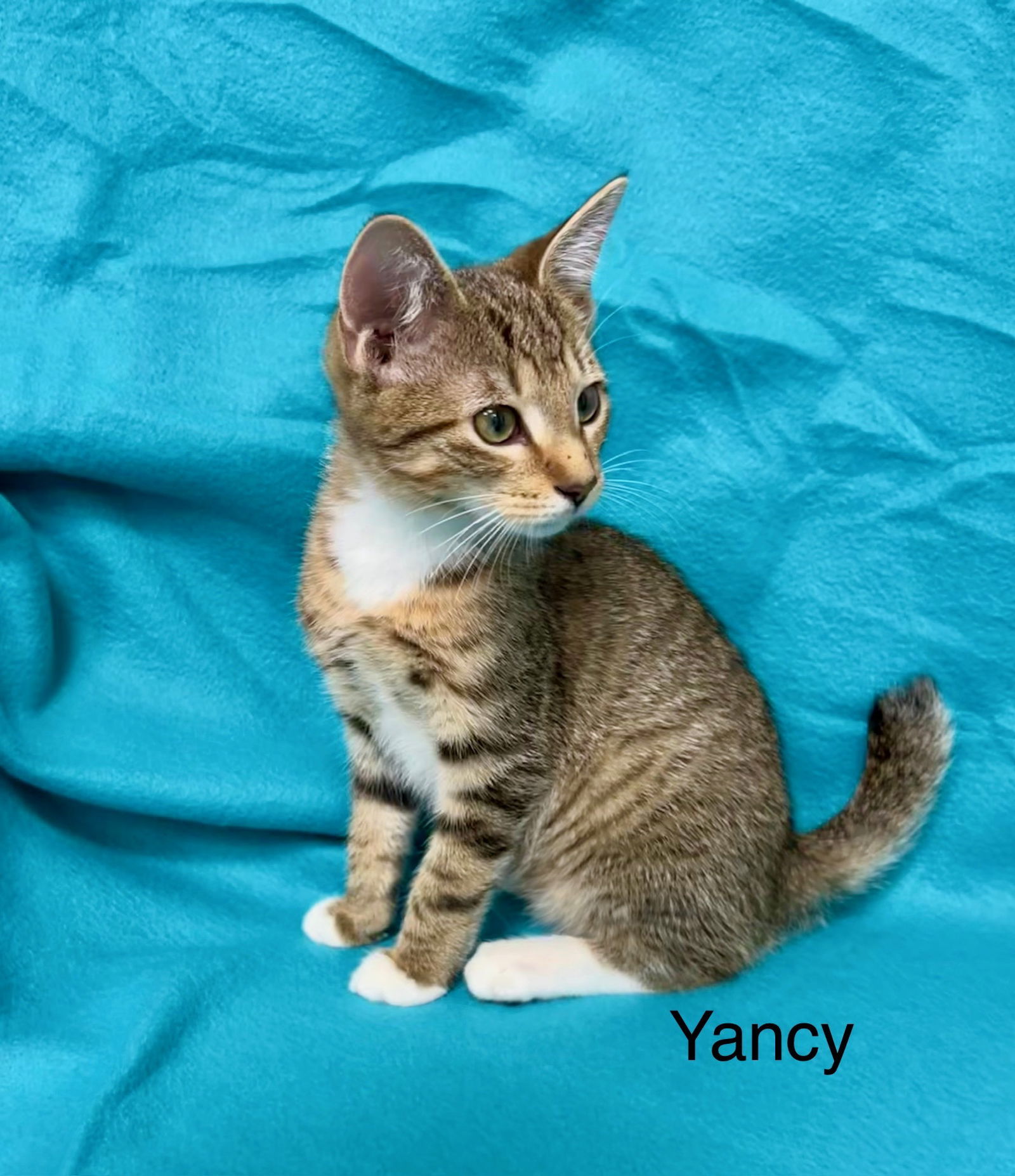 Yancy