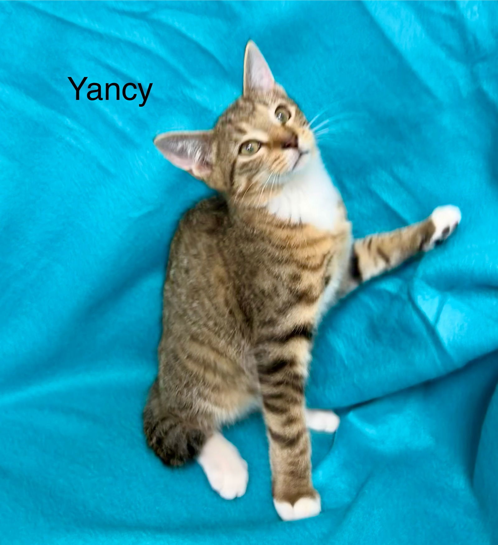 Yancy