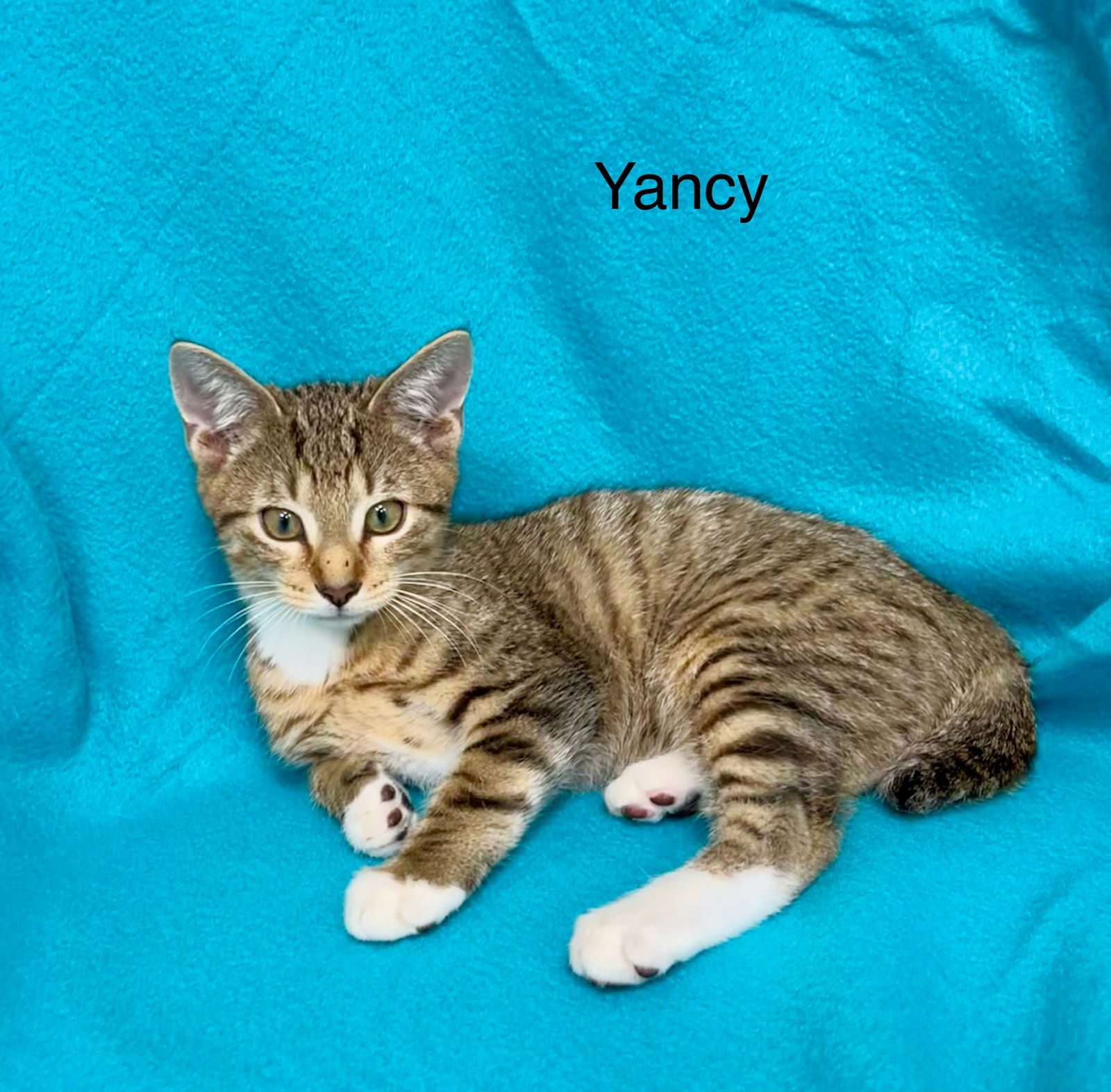 Yancy