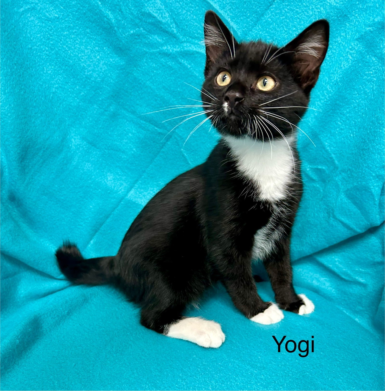 Yogi