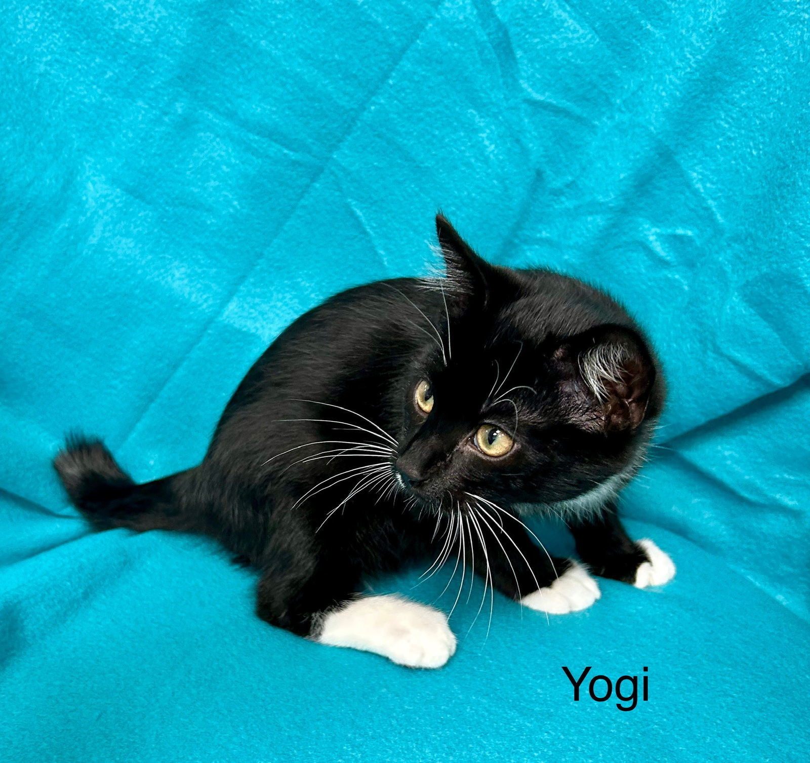 Yogi