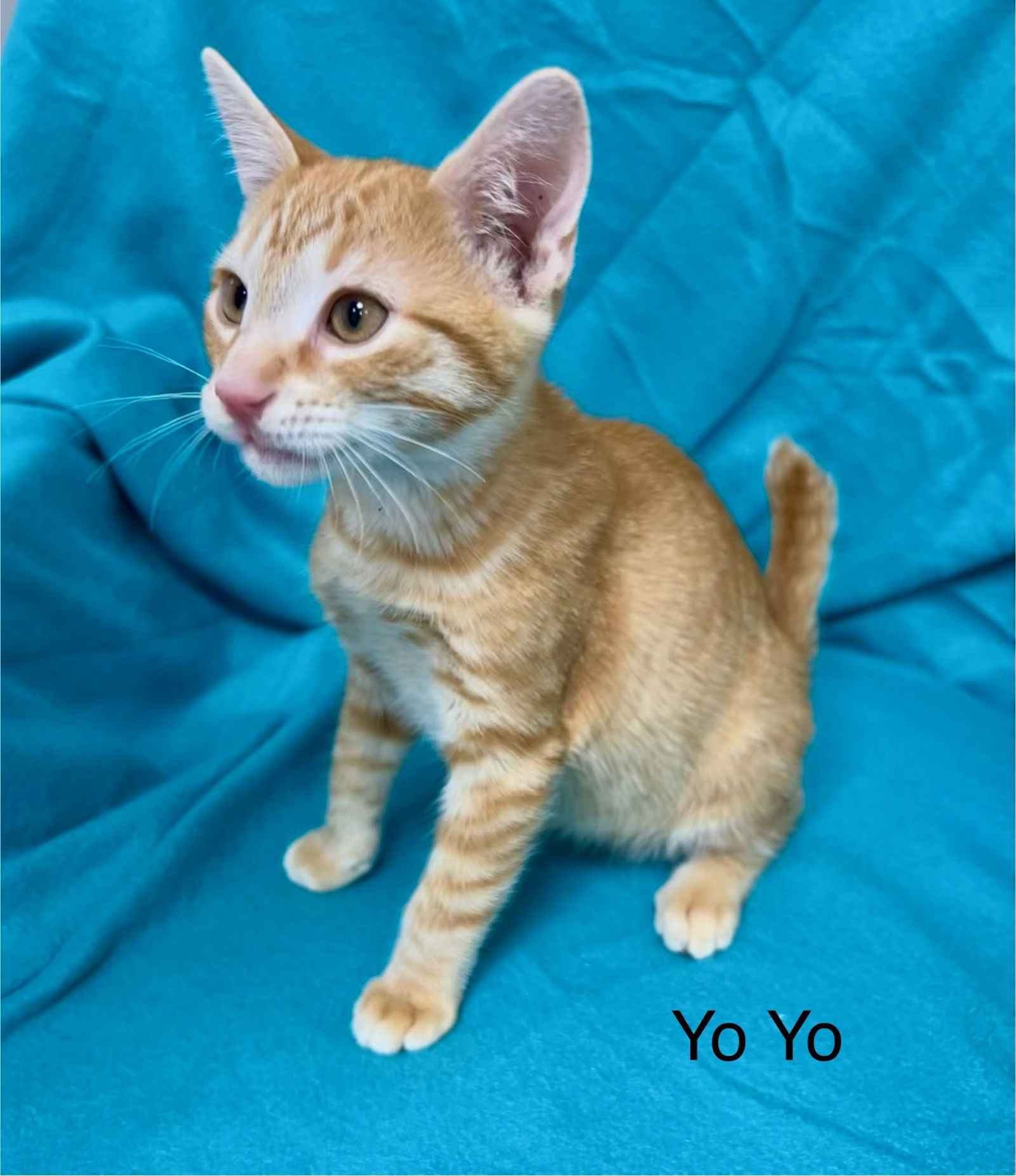 Yo Yo