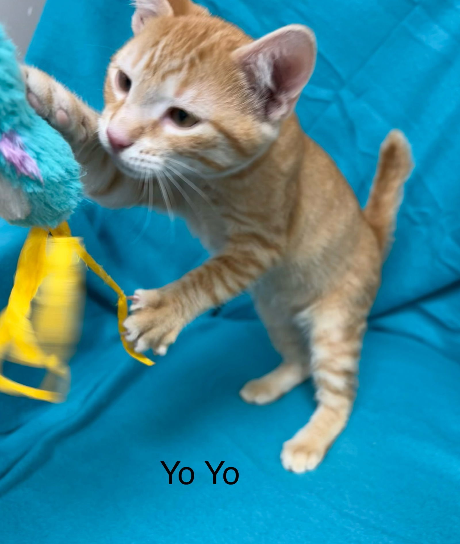 Yo Yo