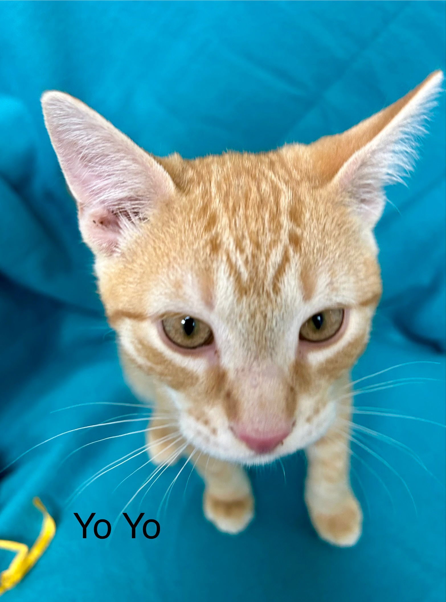 YoYo