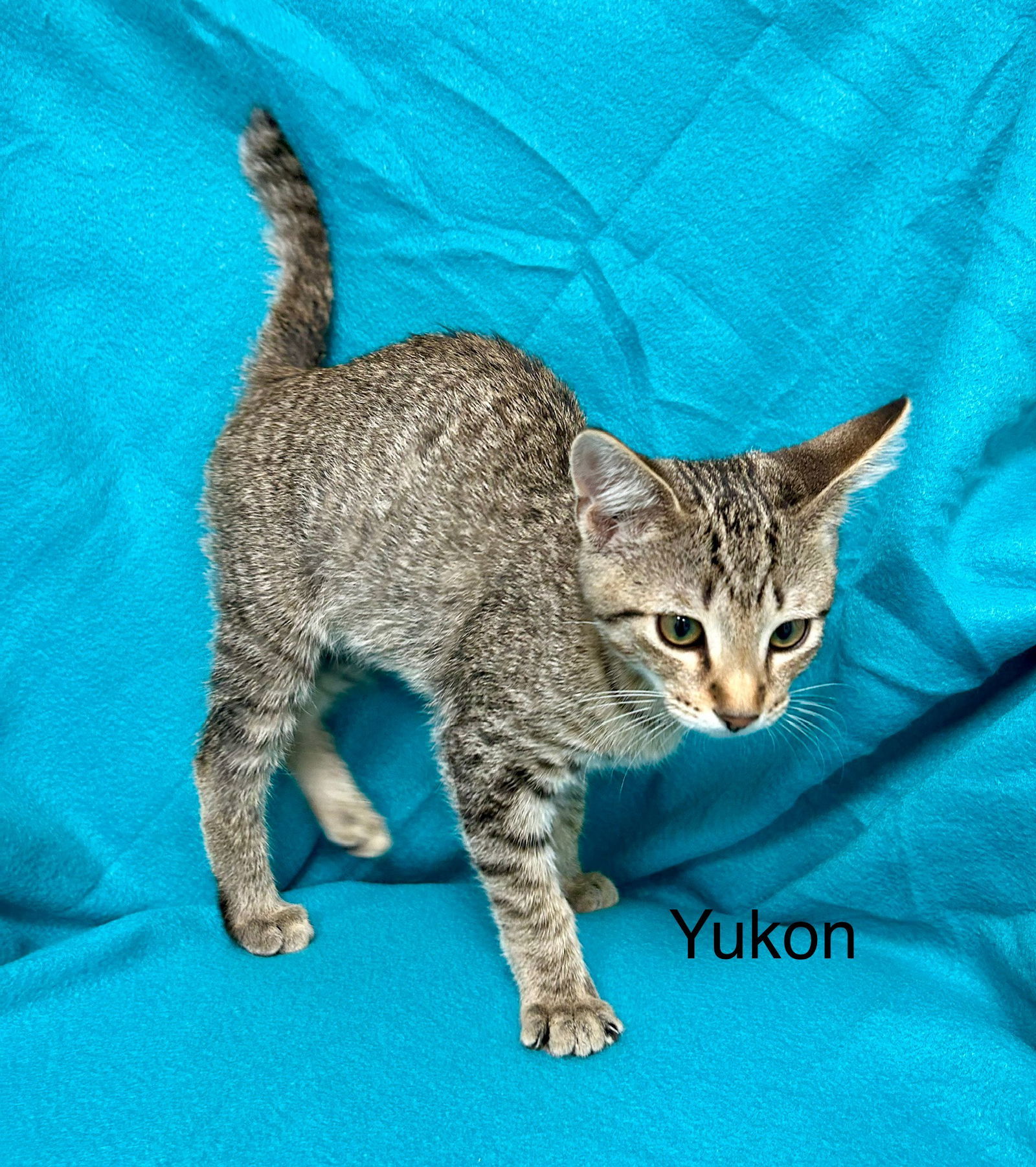 Yukon