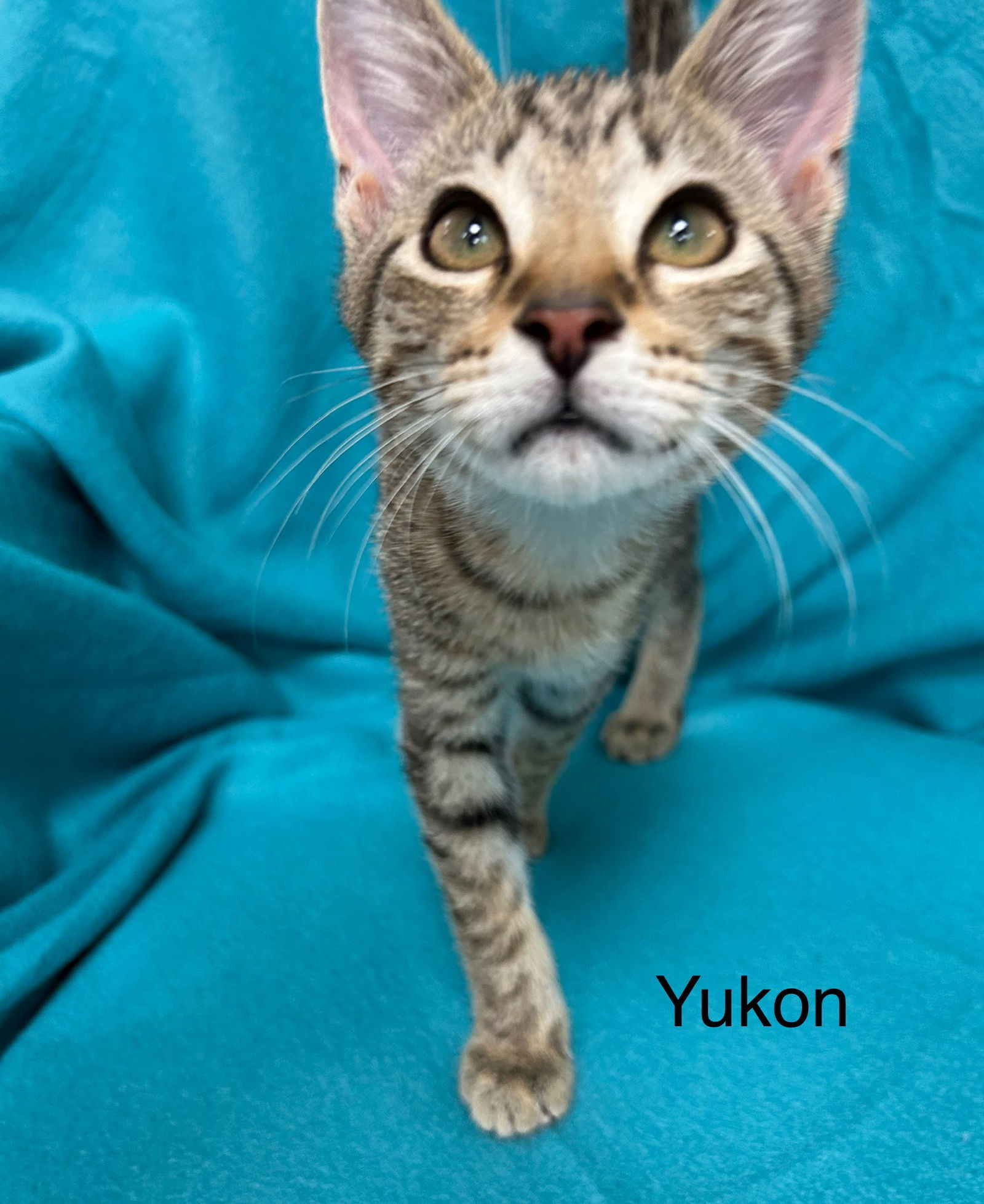 Yukon