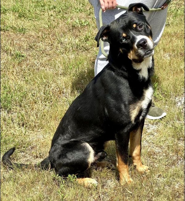 Riggs (courtesy post)