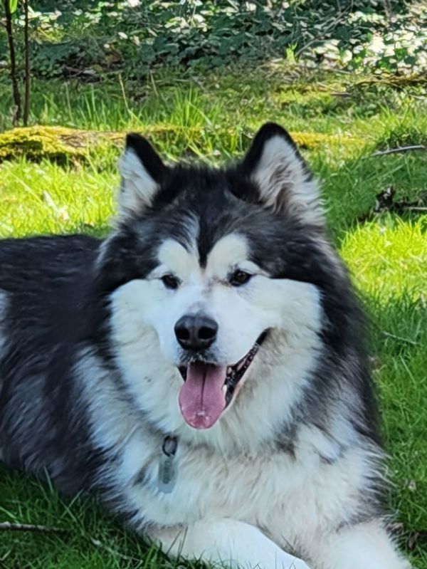 DAKOTA (Boy)