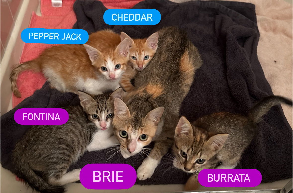 Brie