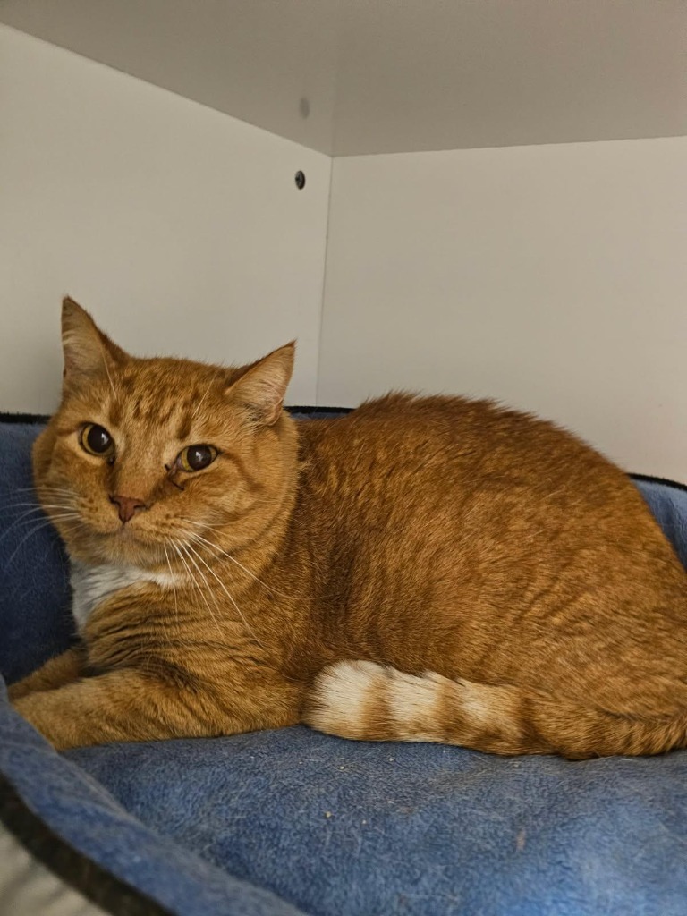 Sweet Potato, an adoptable Domestic Short Hair in Heber City, UT, 84032 | Photo Image 1