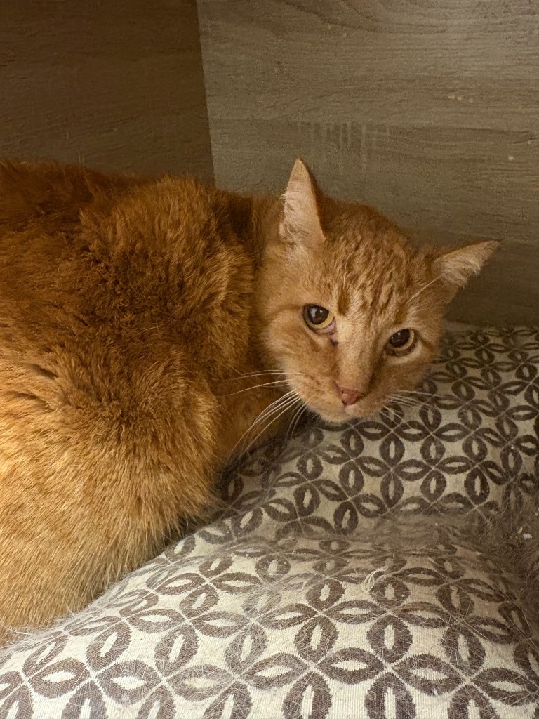 Sweet Potato, an adoptable Domestic Short Hair in Heber City, UT, 84032 | Photo Image 2