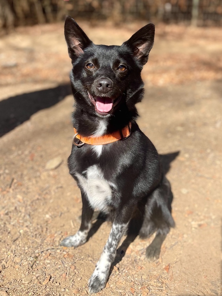 Buzz, an adoptable Schipperke, Australian Cattle Dog / Blue Heeler in Jamestown, CA, 95327 | Photo Image 1
