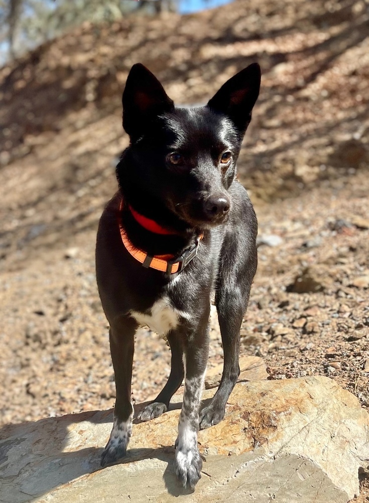 Buzz, an adoptable Schipperke, Australian Cattle Dog / Blue Heeler in Jamestown, CA, 95327 | Photo Image 3